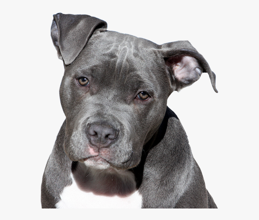 Clip Art Cachorro Mais Bravo Do - Pitbull Png, Transparent Clipart