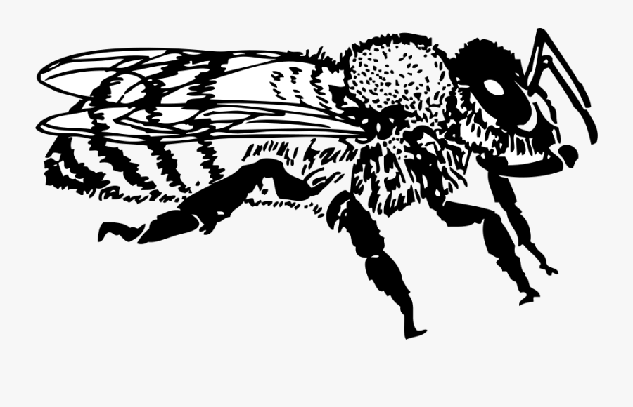 Honey Bee - Black And White Honeybee Clip Art, Transparent Clipart