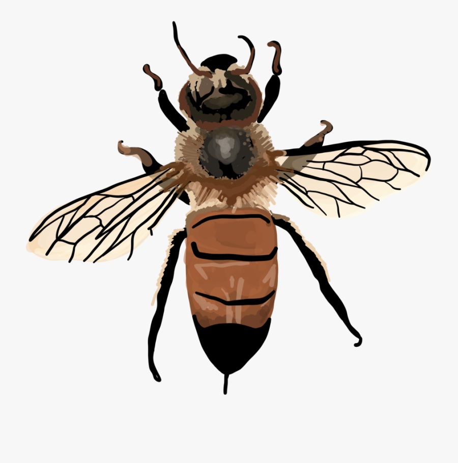 Vintage Honey Bee Clipart , Png Download - Hoverfly, Transparent Clipart