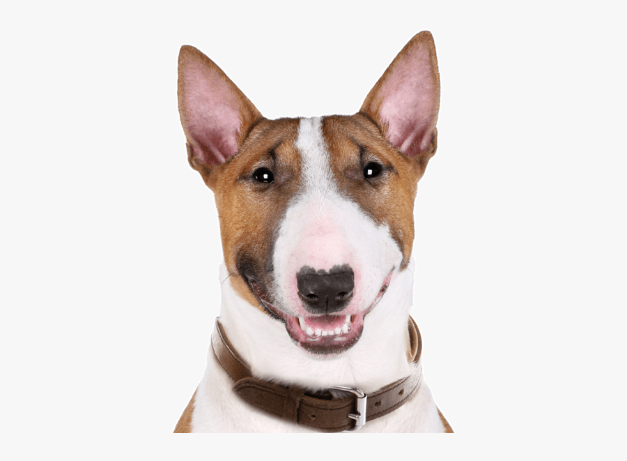 Clip Art Bull Terrier Puppies Dogs, Transparent Clipart