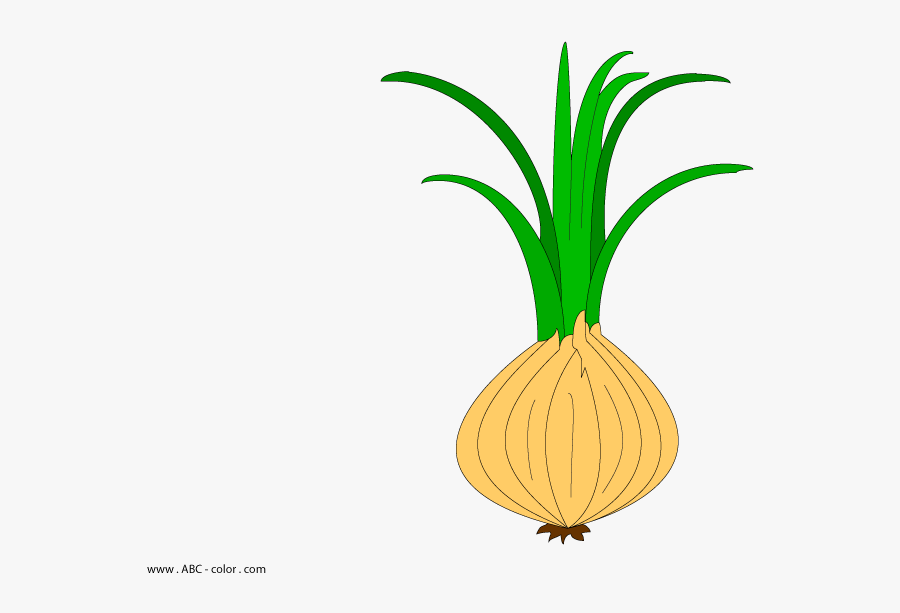 Transparent Leek Png - Leek, Transparent Clipart