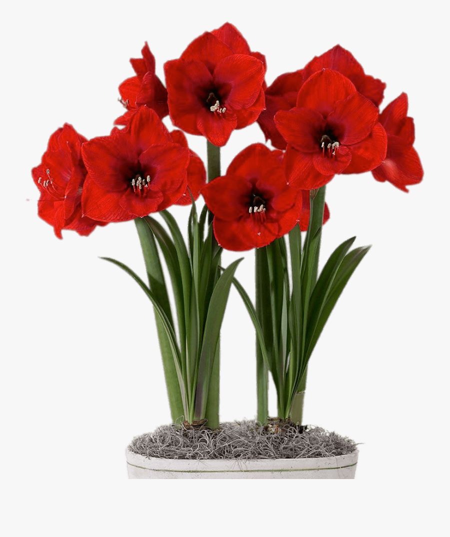 Download Red Amaryllis In Flower Pot Transparent Png - Diy Paper Amaryllis Flower, Transparent Clipart
