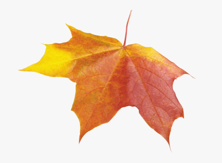 Autumn Png Leaf - Transparent Autumn Leaves, Transparent Clipart