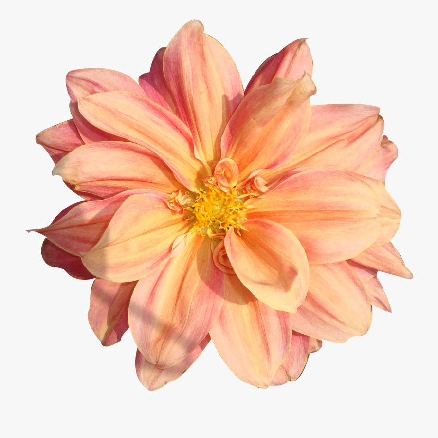 Peach Flower Clipart Real Flower - Flower Pngs, Transparent Clipart