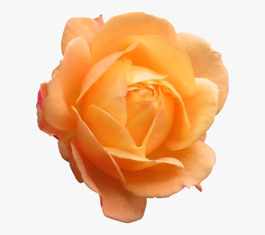 Real Flowers Png Clipart , Png Download - Orange Rose Png, Transparent Clipart