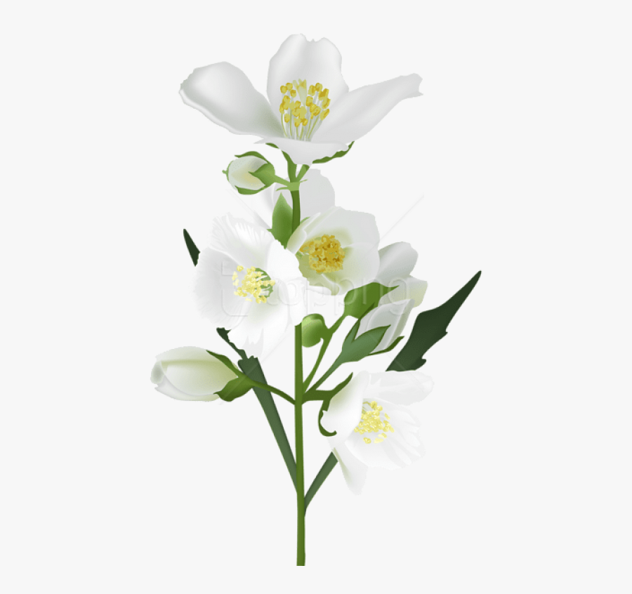 Transparent Background Jasmine Flower Png, Transparent Clipart