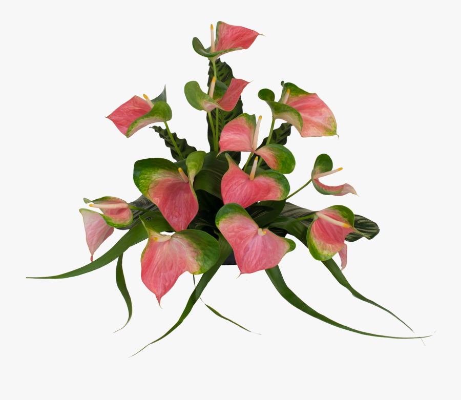 Anthurium Flower Real Pink Png Clipart , Png Download - Flower Arrangements With Anthuriums, Transparent Clipart