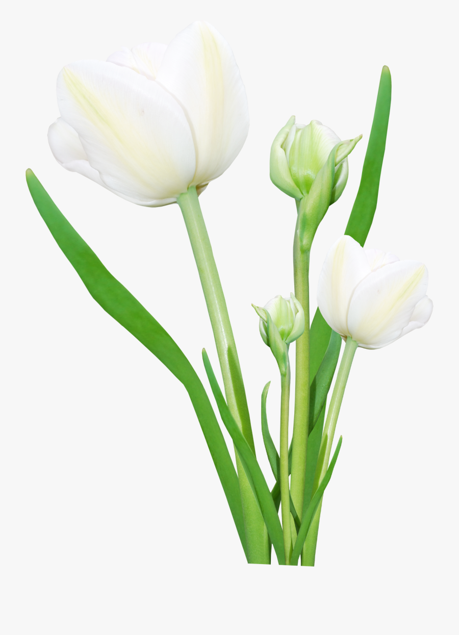 Real Flower Png Hd - Real Flowers Png Hd, Transparent Clipart