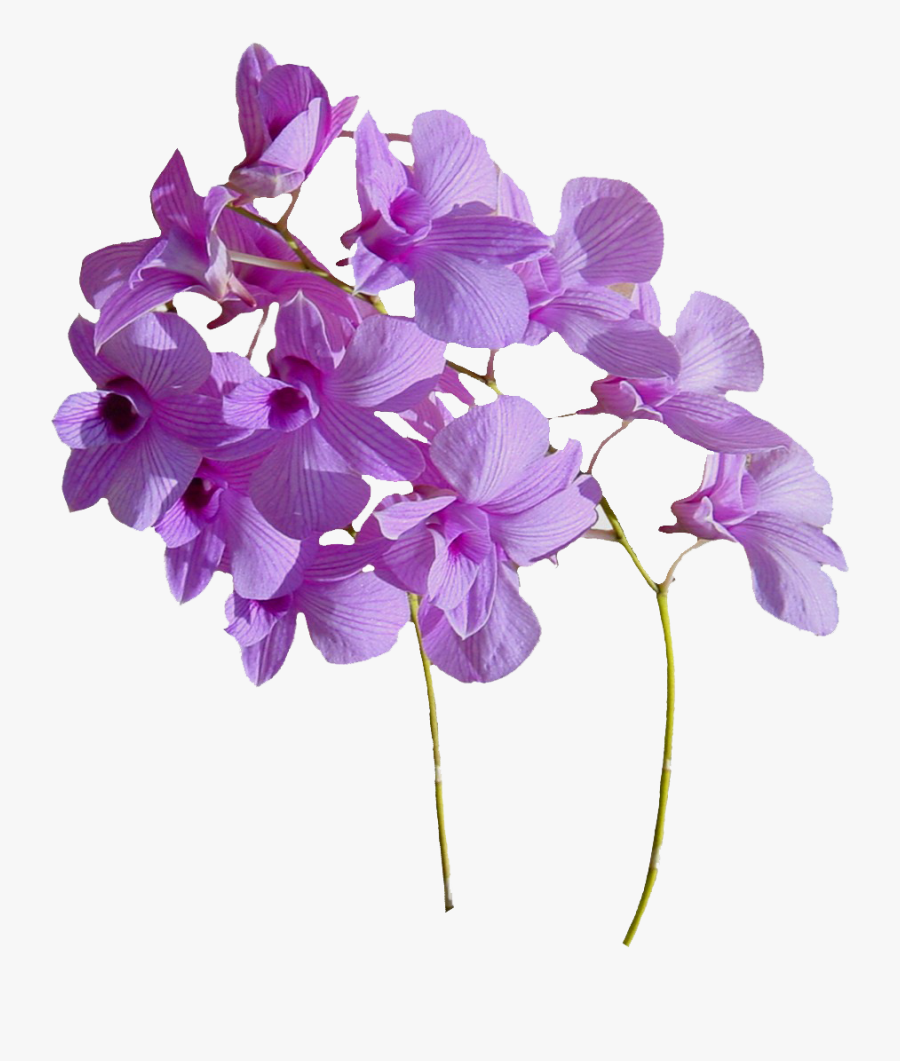 Real Flowers Png Download - Real Flowers Png Transparent, Transparent Clipart