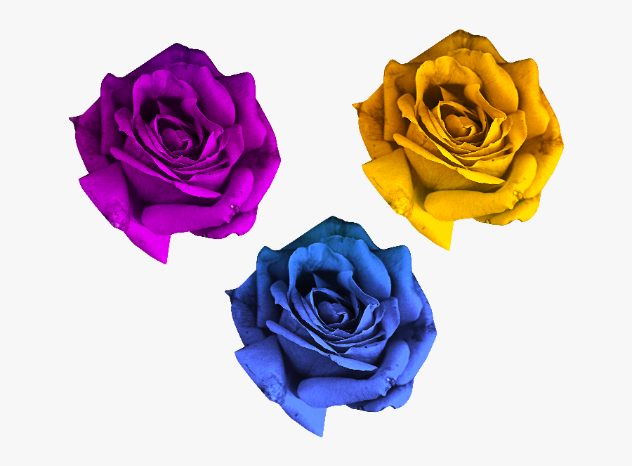 Rose Flowers Png Free - Rose Flowers Pics Png, Transparent Clipart