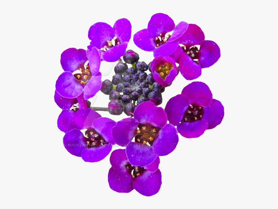 Transparent Real Flower Png - Real Flower Png, Transparent Clipart