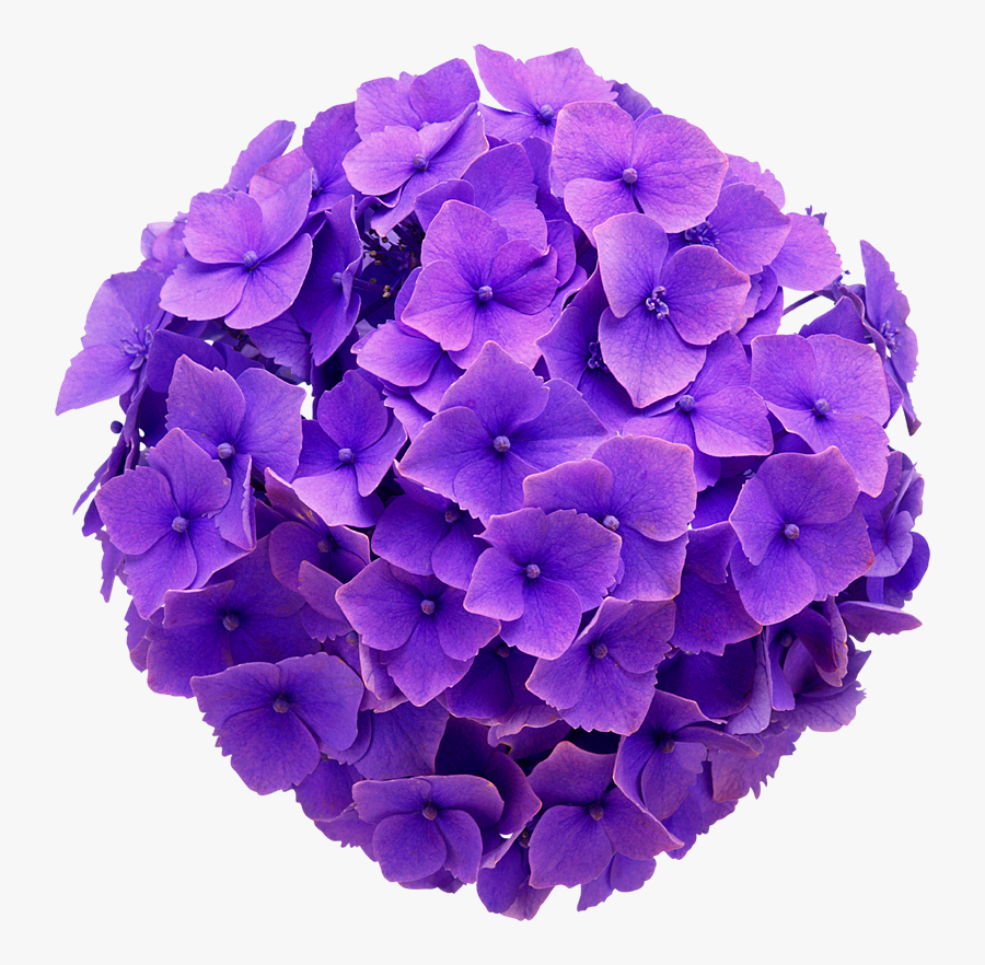 #hydrangea #real #flower #purple #cute #beautiful #freetoedit - Hydrangea Flower Purple Png, Transparent Clipart