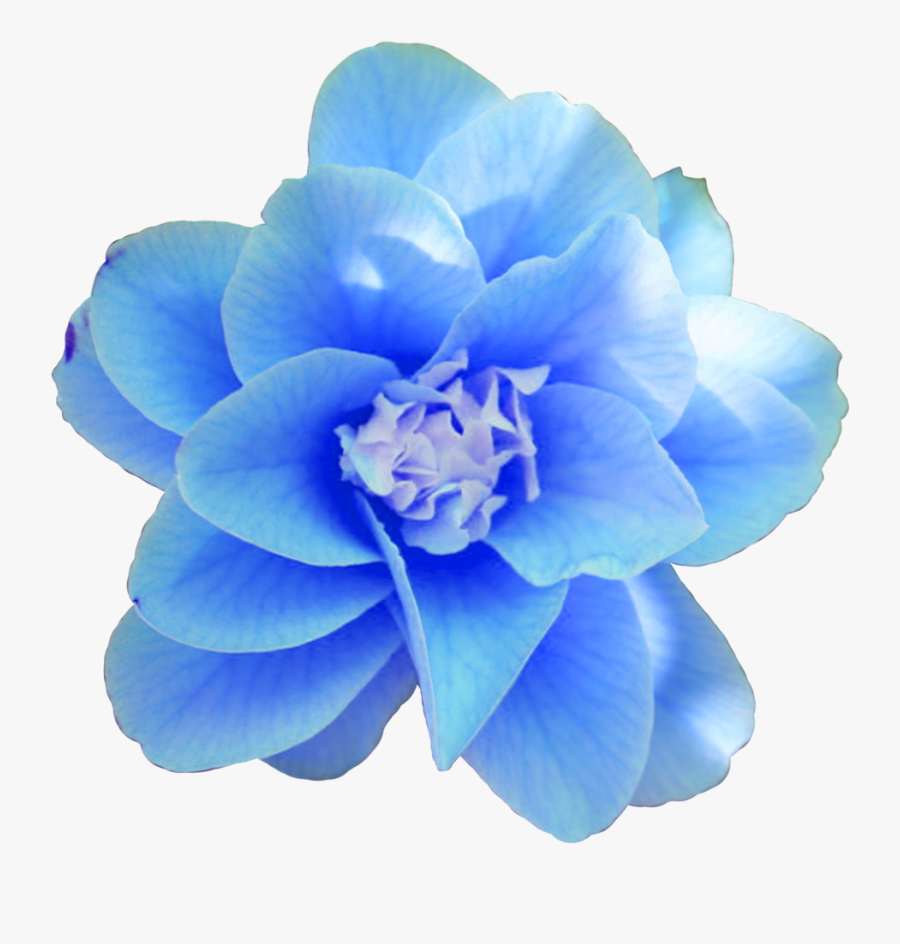 #flower #real #blue #cute #lovely #beautiful #freetoedit - Blue, Transparent Clipart
