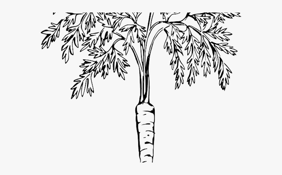 Drawing Of Carrot Plant, Transparent Clipart