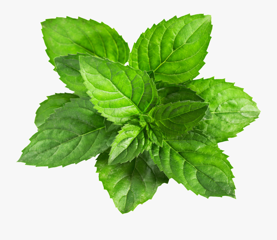 A Mint Leaf Transparent Plant Vector - Transparent Mint Png, Transparent Clipart