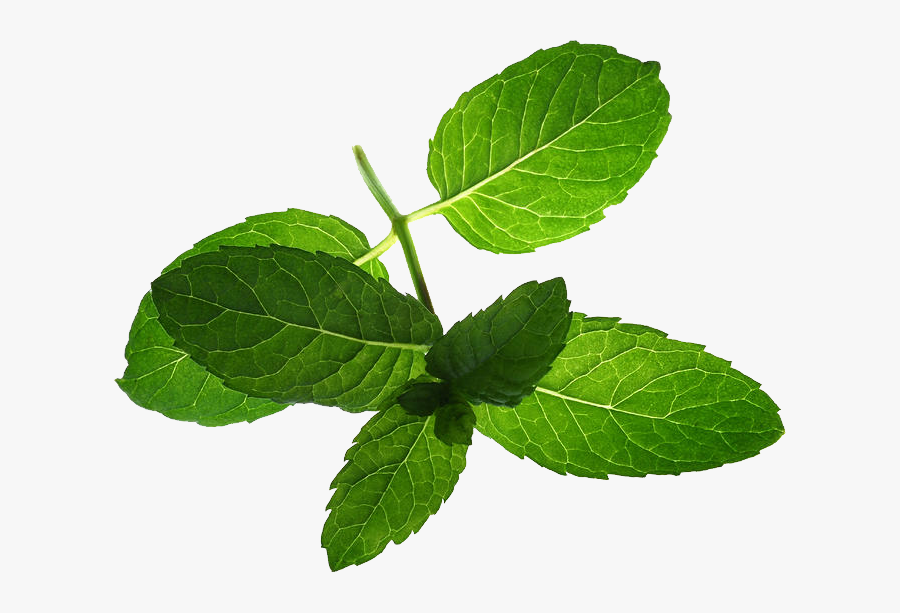 Pepermint Png - Mentha Spicata Leaves, Transparent Clipart