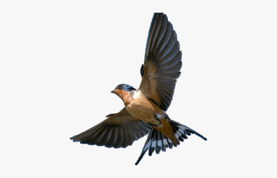 Barn Swallow Png Transparent Picture - Barn Swallow Bird Png, Transparent Clipart
