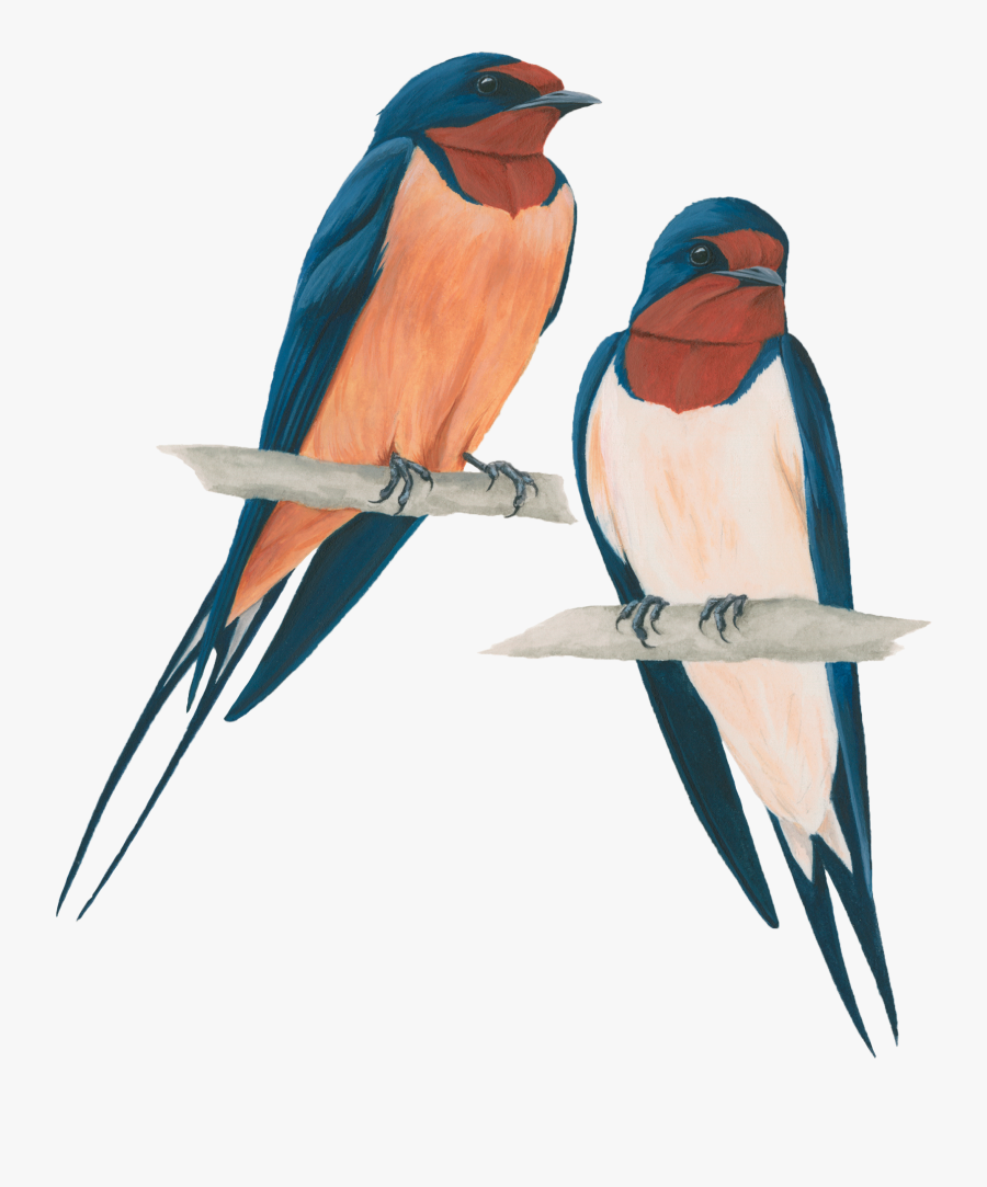Barn Swallow Transparent Png - Golondrina Macho Y Hembra, Transparent Clipart