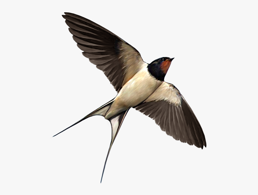 Swallow Png, Transparent Clipart