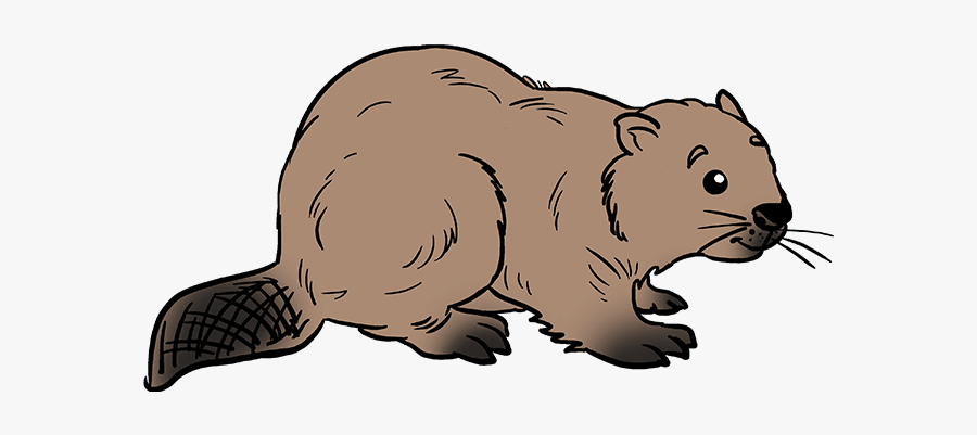 How To Draw Beaver - Step By Step Beaver Easy Drawing , Free
