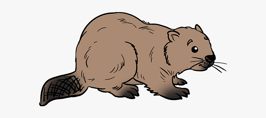 How To Draw Beaver - Step By Step Beaver Easy Drawing, Transparent Clipart