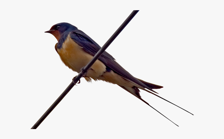 European Swallow, Transparent Clipart