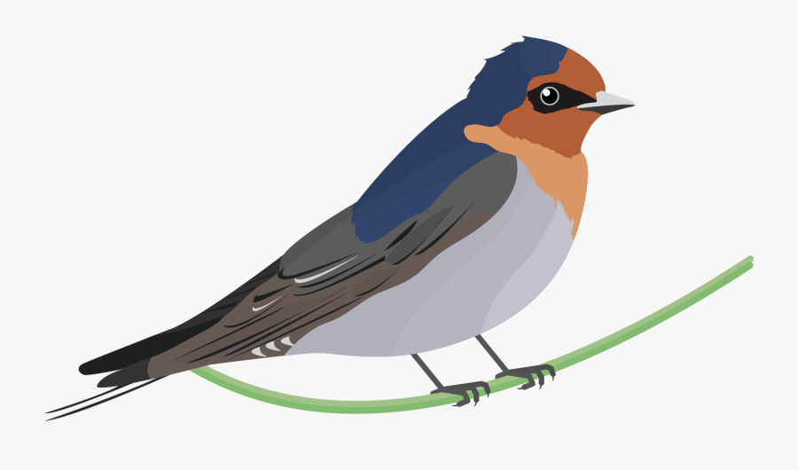 Black Swallow Bird Png - Welcome Swallow Bird, Transparent Clipart