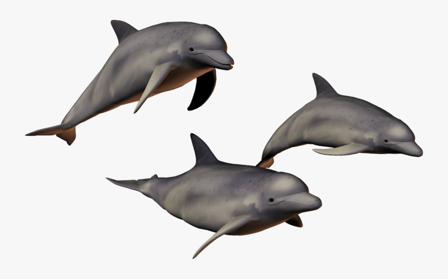 Dolphin - Dolphins Png, Transparent Clipart