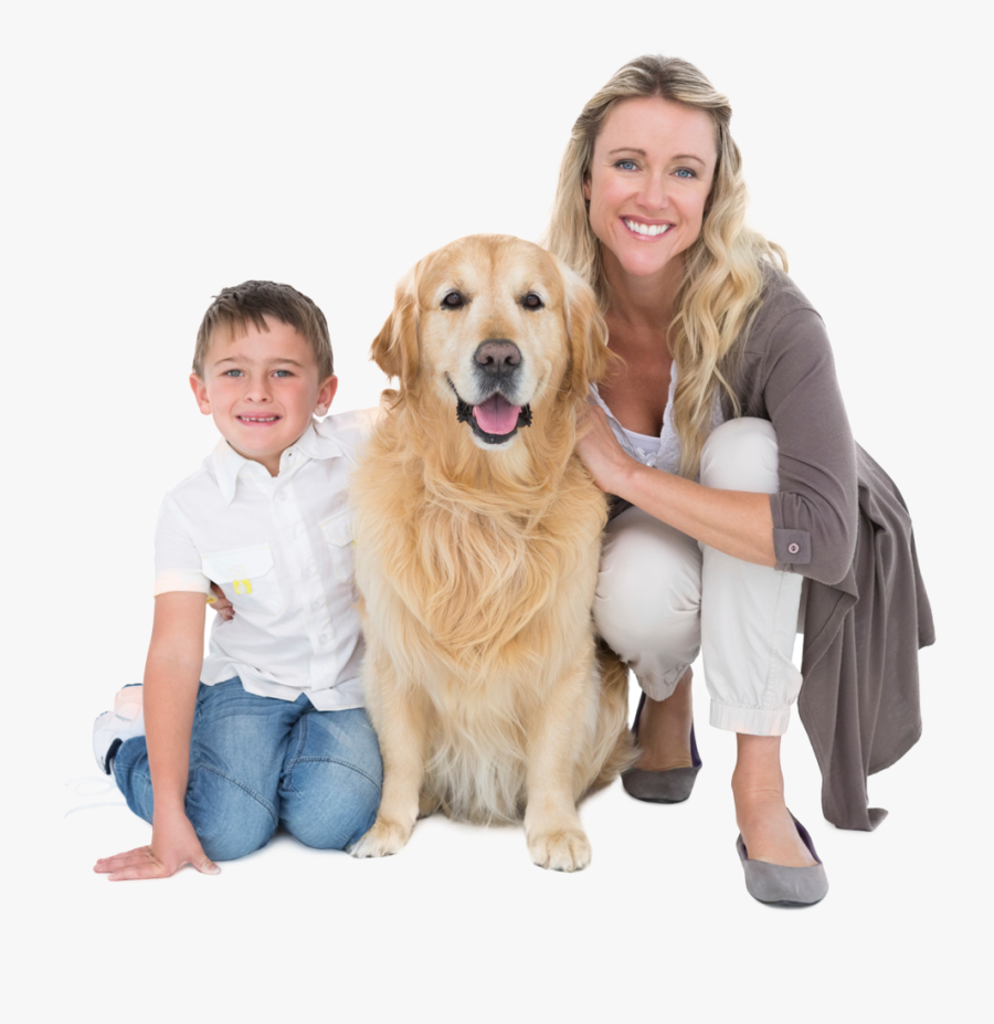 Golden Retriever, Transparent Clipart