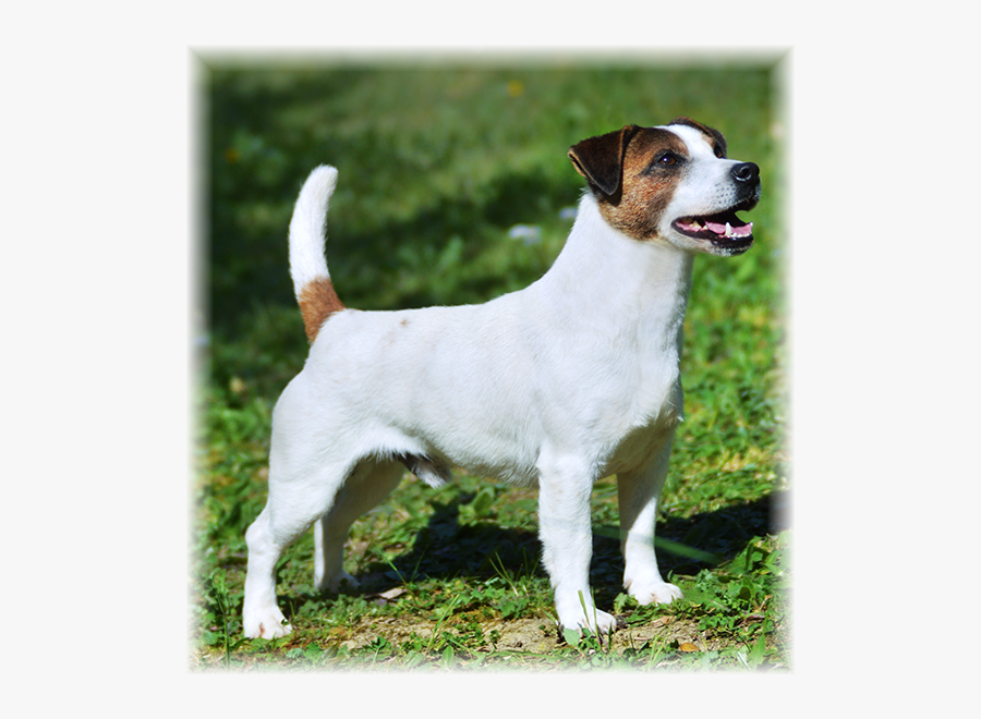 Clip Art Violetta Kennel Breeding Puppies - Italian Jack Russell Terriers, Transparent Clipart