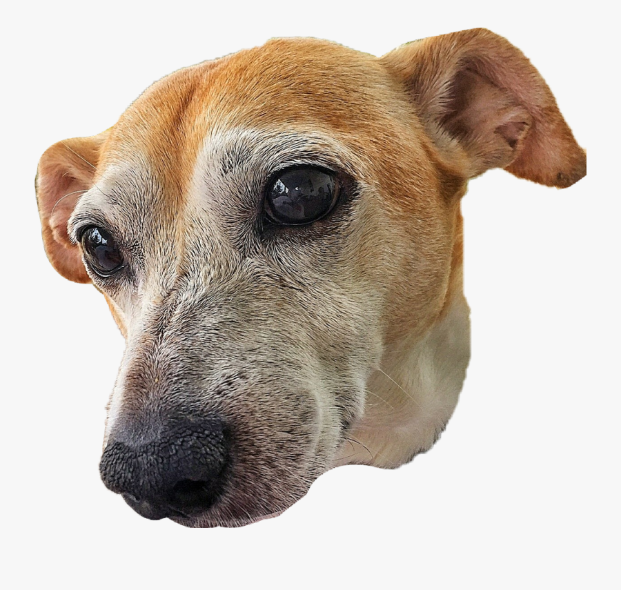 #dog #head #pet #animal #canine #jackrussell - Dog Head Png, Transparent Clipart