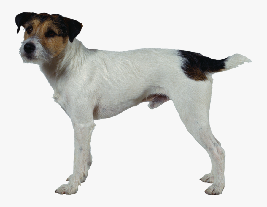 Transparent Dog Transparent Png - Smooth Parson Russell Terrier, Transparent Clipart