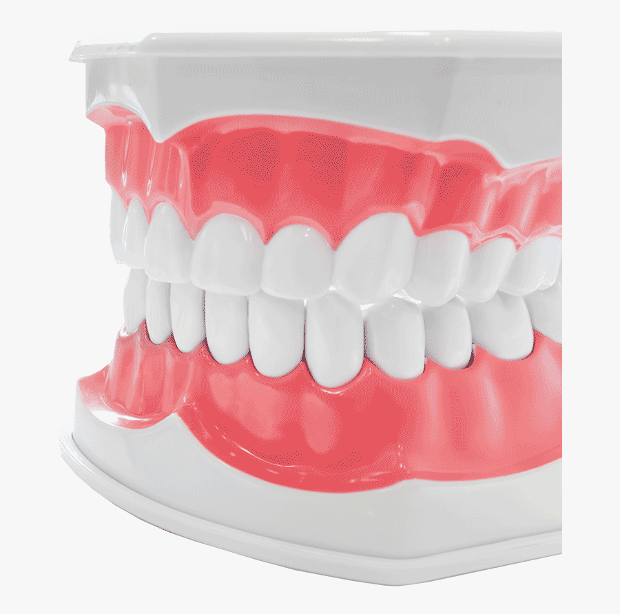 Orthodontists Dentist, Transparent Clipart