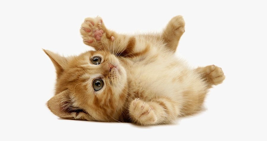 Clip Art Cleveland Ohio - Kitten Laying Down On Back, Transparent Clipart