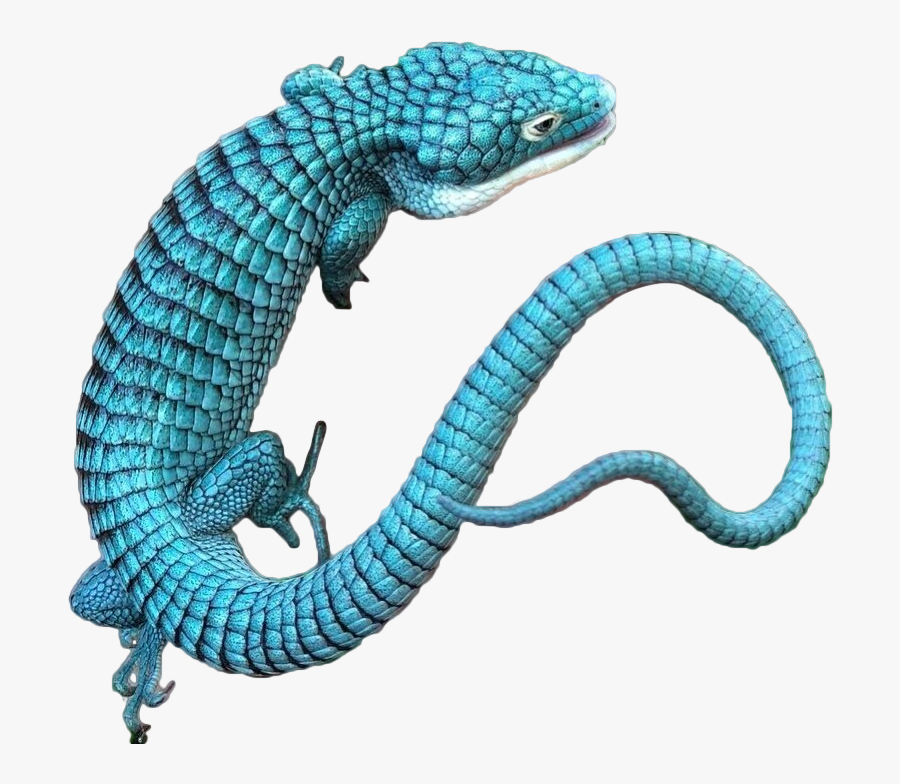 Transparent Mexican Lizard Clipart - Teal Mexican Alligator Lizard, Transparent Clipart