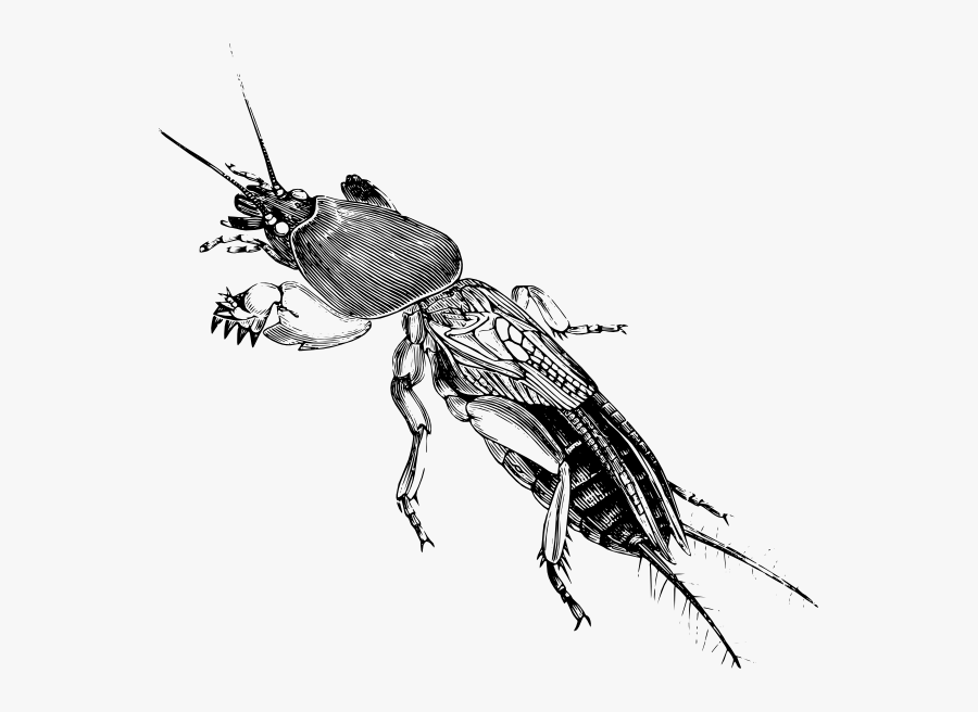 Stir Fry Central Line Drawings - Gryllotalpa Vulgaris, Transparent Clipart