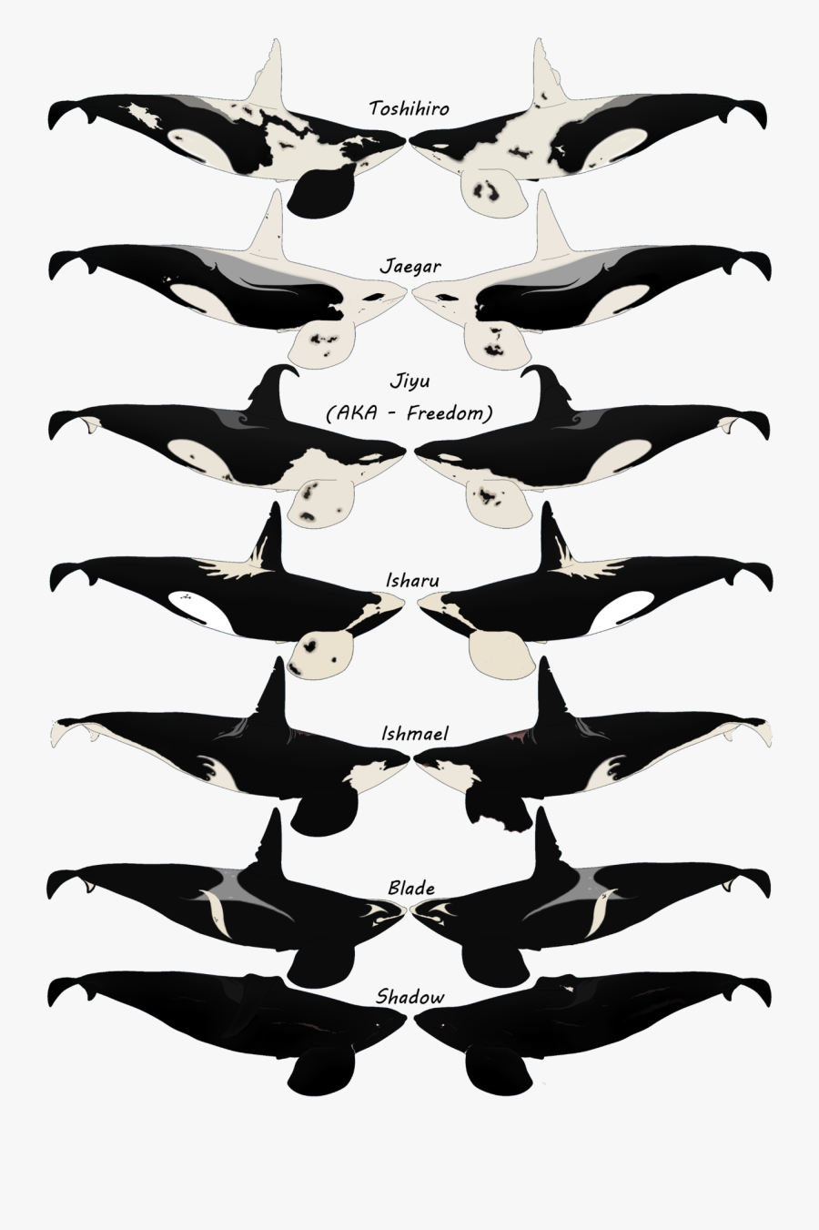 Bull Drawing Whale And My Bull Killer Whales Pt - Bat, Transparent Clipart