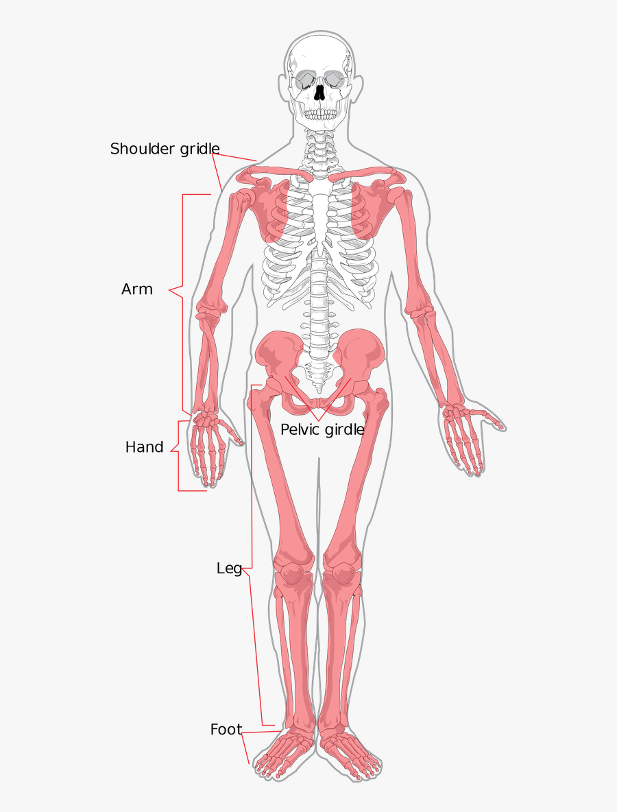 Skeleton Clipart Torso - Appendicular Skeleton, Transparent Clipart