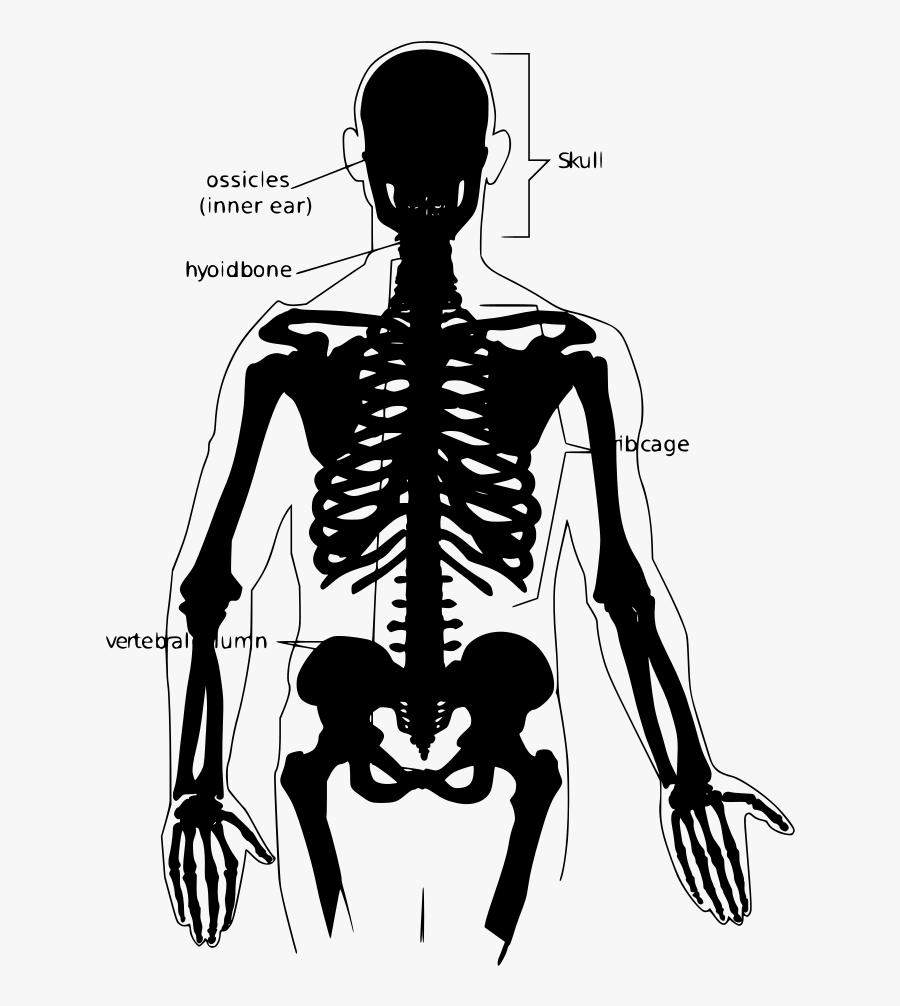 Transparent Human Skeleton Png - Human Skeleton No Labels, Transparent Clipart