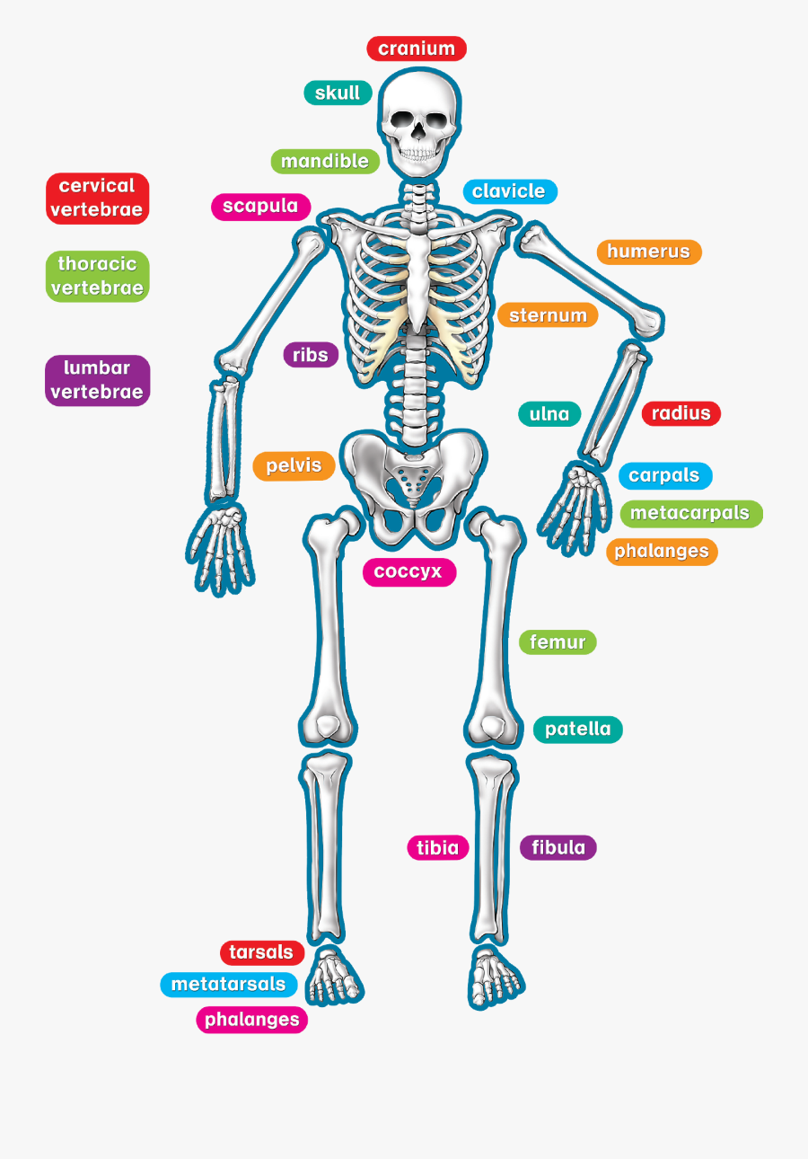 Clip Art Front Rib Cage And Clavicle Skeleton Clipart - Human Skeleton, Transparent Clipart