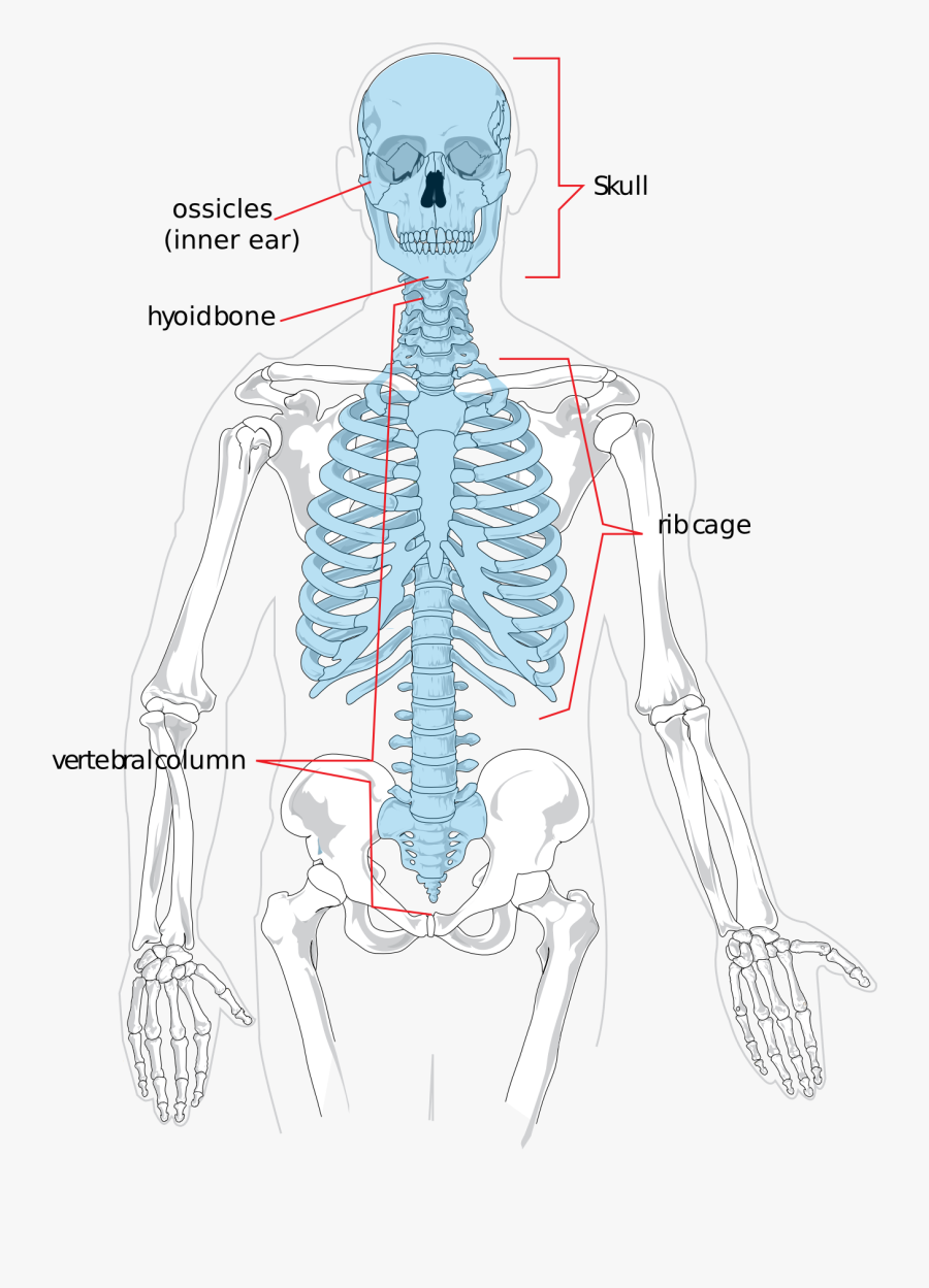 Axial Skeleton X Ray, Transparent Clipart