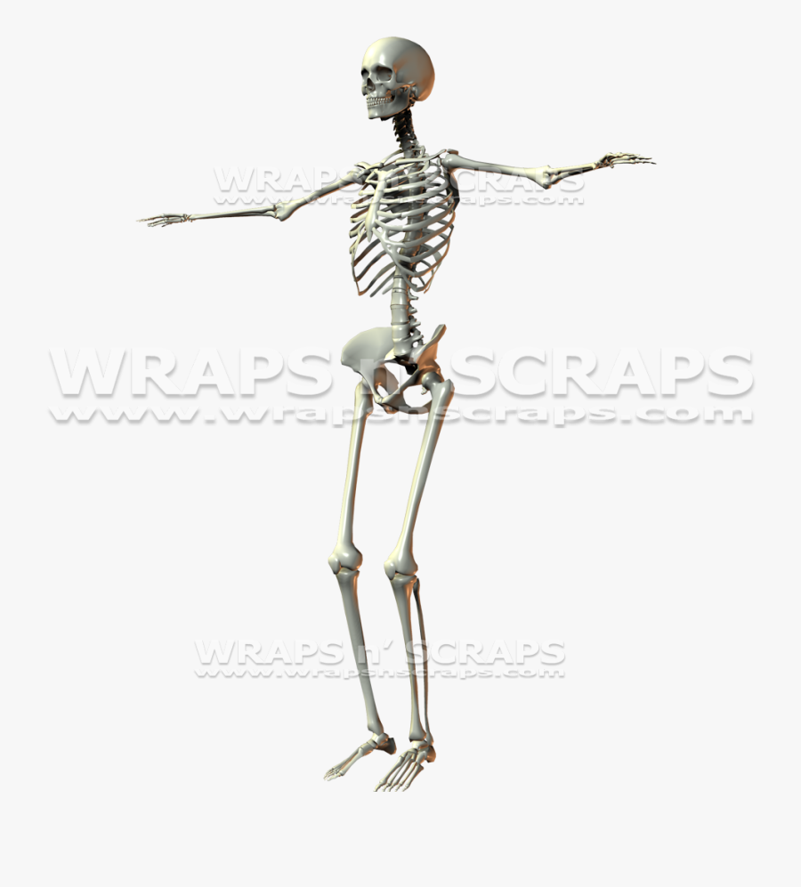 Clip Art Female Skeleton Anatomy - Skeleton, Transparent Clipart