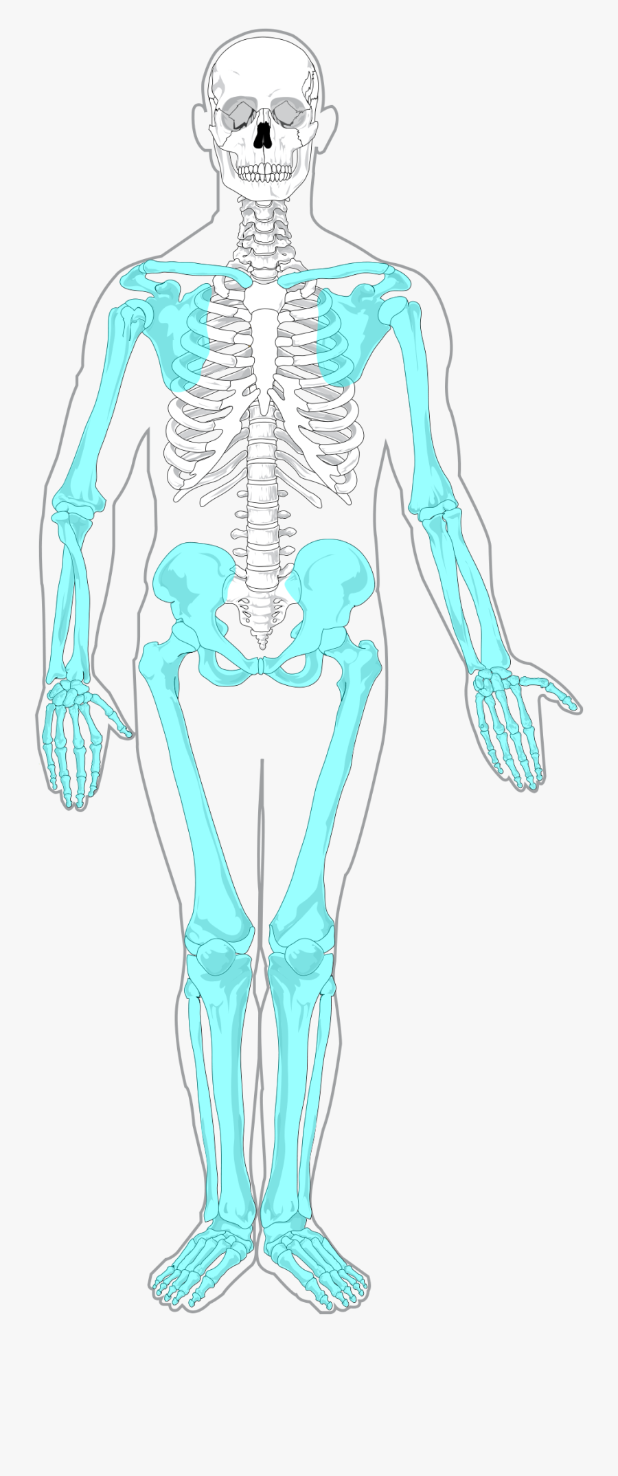 Appendicular Skeleton Diagram Blank, Transparent Clipart