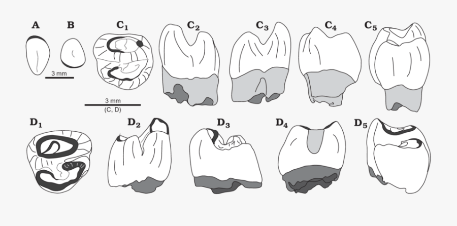 Morphology Of Tooth Of Gomphos Progressus Sp - Illustration, Transparent Clipart