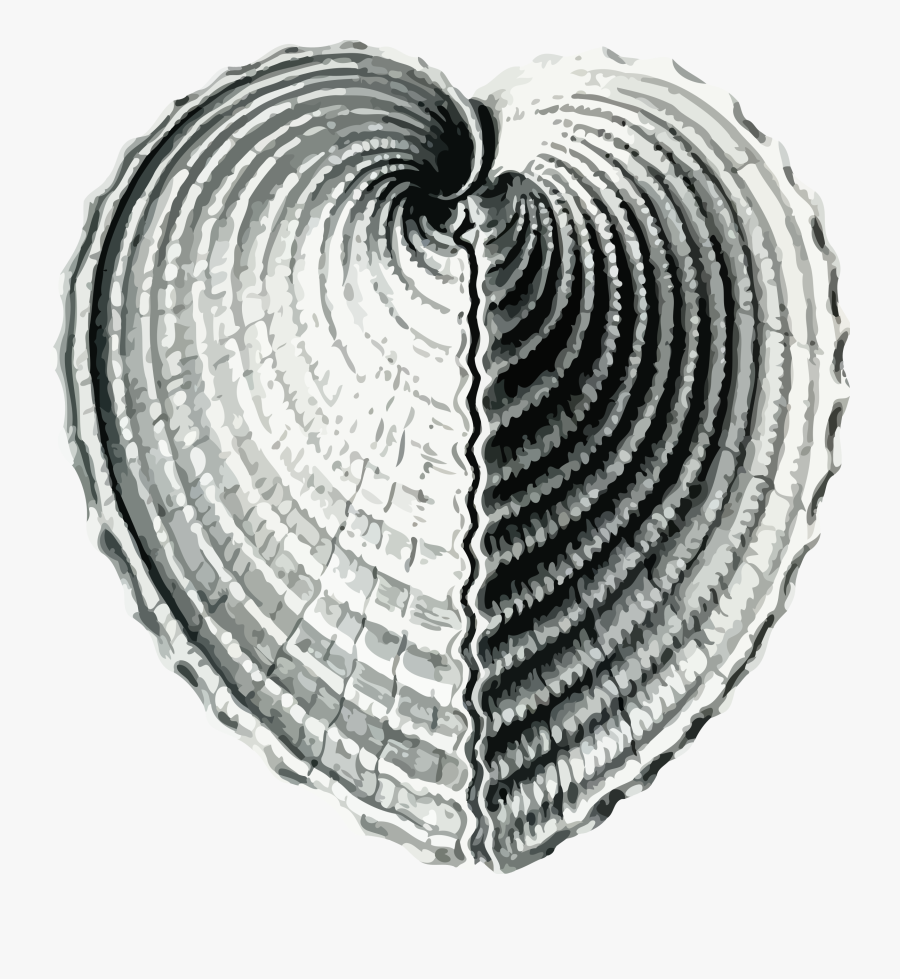 Heart Cockle Clip Arts - Cockles Heart Shell, Transparent Clipart