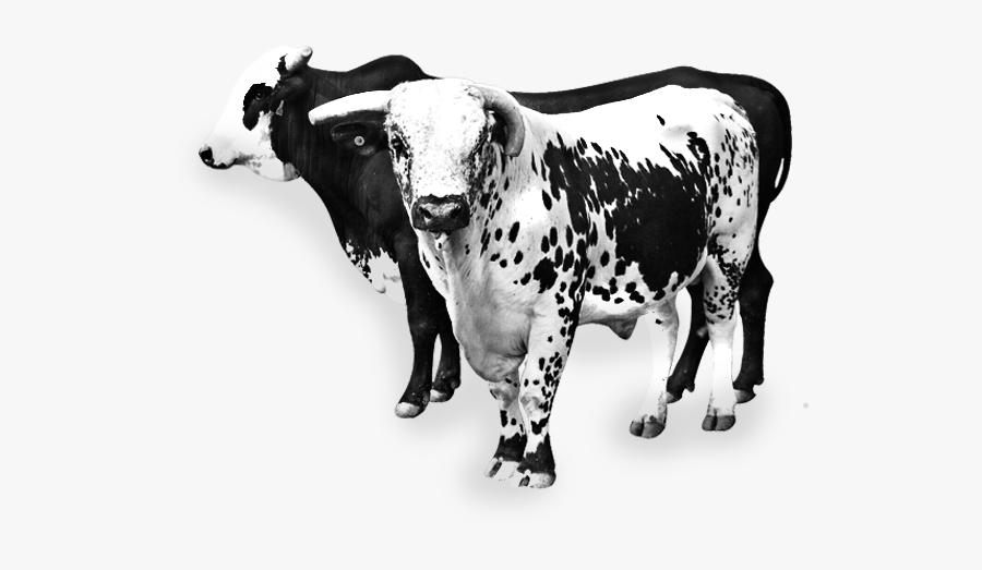 Placeholder Image - Dairy Cow, Transparent Clipart