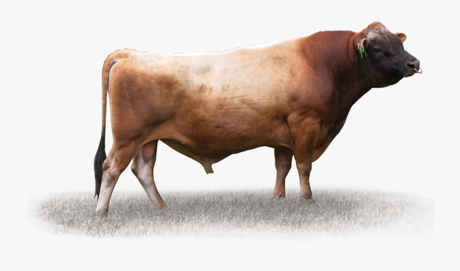 Lynbrook Gg Quicksilver - Bull, Transparent Clipart
