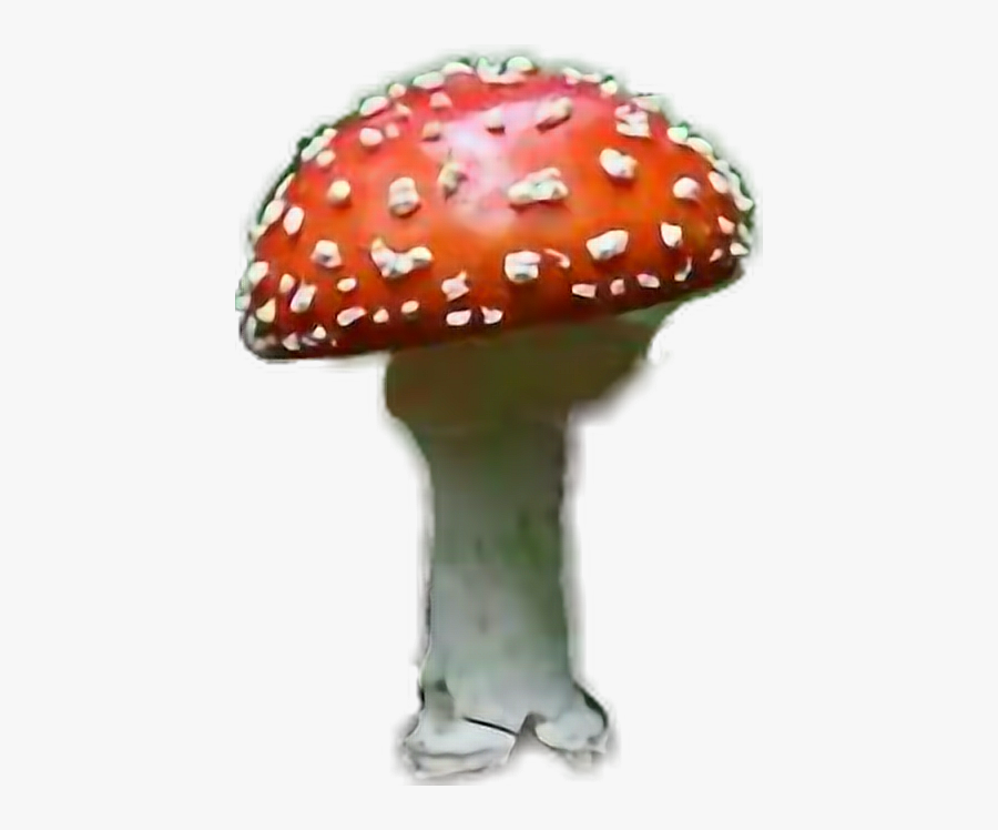 #amanitamuscaria #mushroom #red #white #dots #poisonous - Shiitake, Transparent Clipart