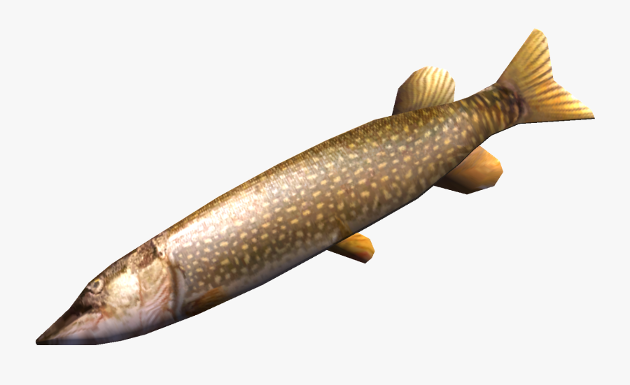Northern Pike Png Images - My Summer Car Pike, Transparent Clipart