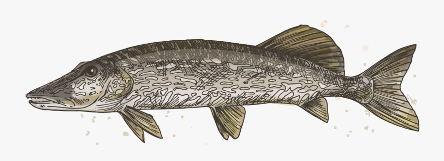 Northern Pike, Transparent Clipart
